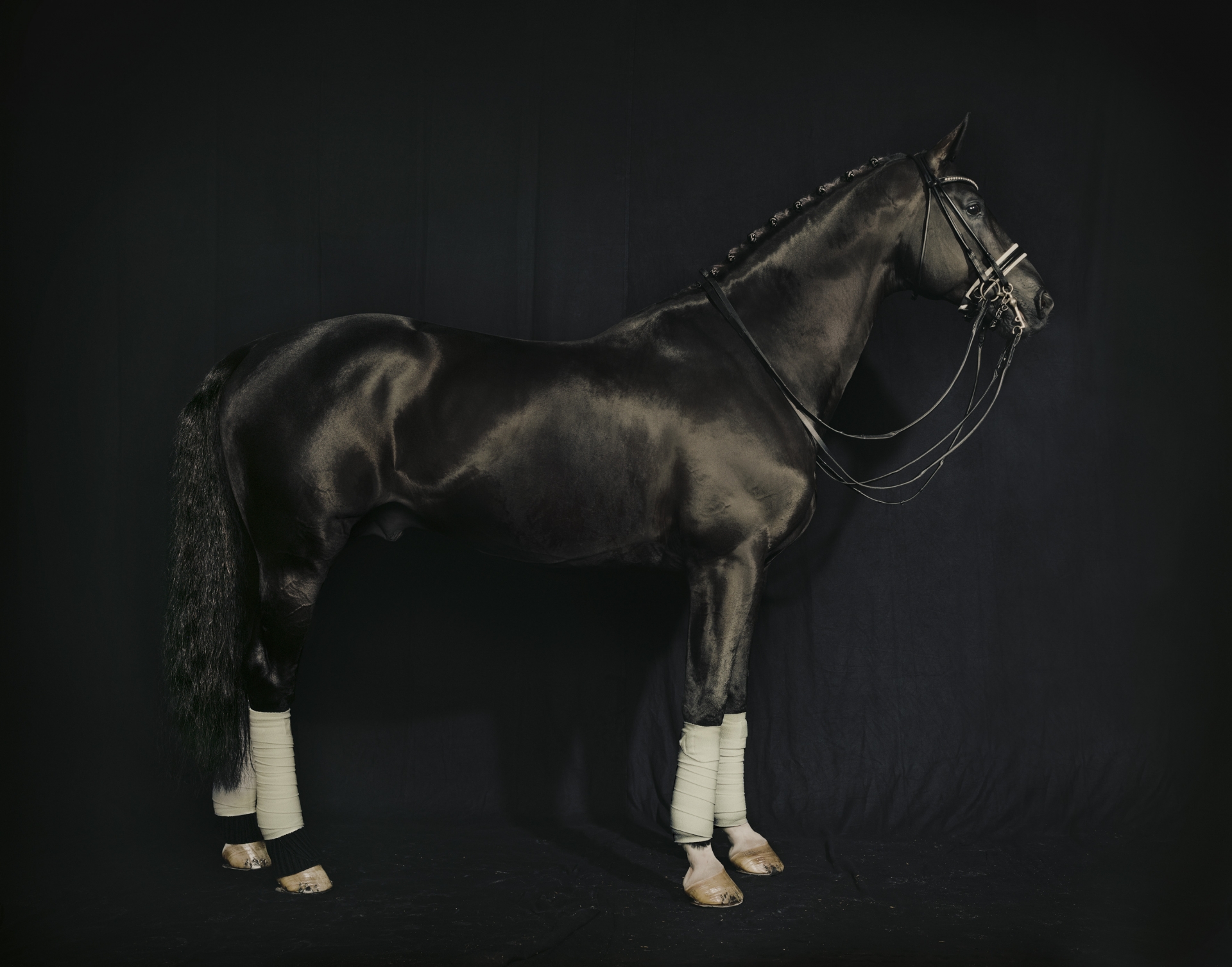 totilas 005