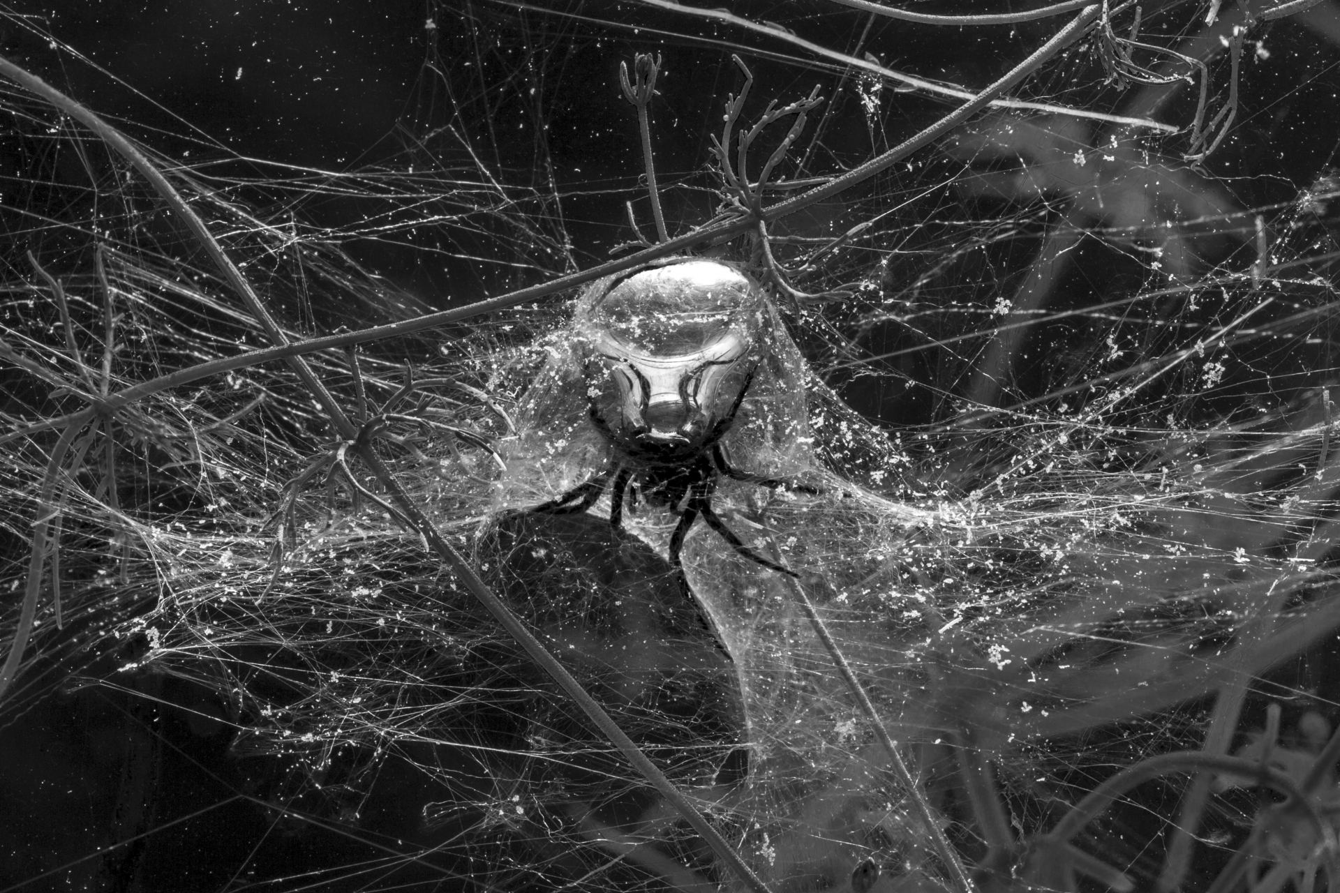 00_spiders_underwater_00323_53539813702_o